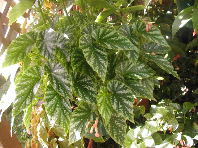 B. ‘Spring Fling ’